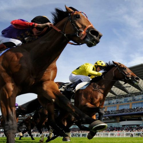 Horse Racing Betting Guide